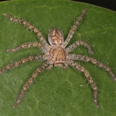 Unidentified Huntsman spider (Sparassidae) at Melba, ACT - 27 Jan 2025 by kasiaaus