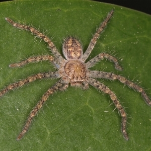 Unidentified Huntsman spider (Sparassidae) at Melba, ACT by kasiaaus