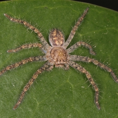 Isopedella pessleri (A huntsman spider) at Melba, ACT - 27 Jan 2025 by kasiaaus