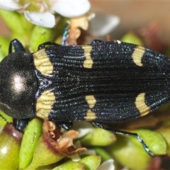 Castiarina imitator at Tinderry, NSW - 30 Jan 2025 by Harrisi