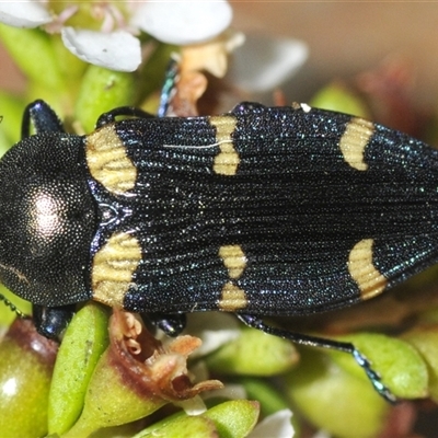 Castiarina imitator (A jewel beetle) by Harrisi