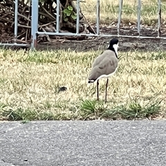 Vanellus miles (Masked Lapwing) at East Devonport, TAS - 1 Feb 2025 by JimL