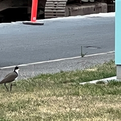 Vanellus miles at East Devonport, TAS - 2 Feb 2025 06:49 AM