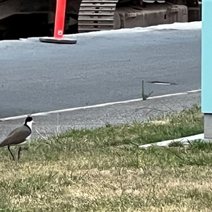 Vanellus miles at East Devonport, TAS - 2 Feb 2025 06:49 AM