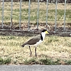 Vanellus miles at East Devonport, TAS - 2 Feb 2025 06:49 AM