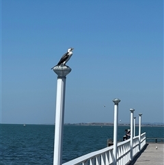 Microcarbo melanoleucos (Little Pied Cormorant) at Drumcondra, VIC - 1 Feb 2025 by JimL