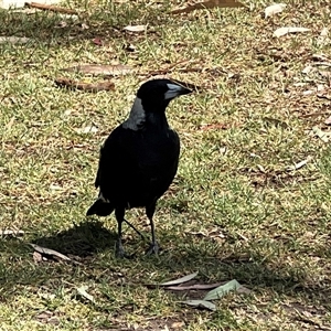 Gymnorhina tibicen (Australian Magpie) at Euroa, VIC by JimL