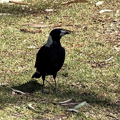 Gymnorhina tibicen (Australian Magpie) at Euroa, VIC - 1 Feb 2025 by JimL