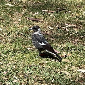 Gymnorhina tibicen at Euroa, VIC - 1 Feb 2025 11:06 AM