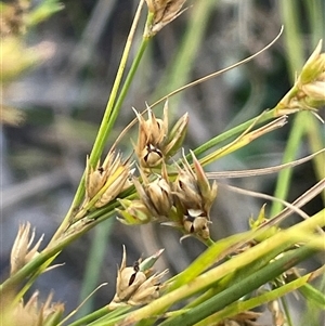 Juncus tenuis (Slender Rush) at Tharwa, ACT by JaneR