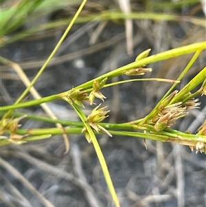 Juncus tenuis at Tharwa, ACT - 1 Feb 2025 03:35 PM