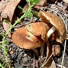 Unidentified Fungus at Pipeclay, NSW - 21 Jan 2025 by MVM