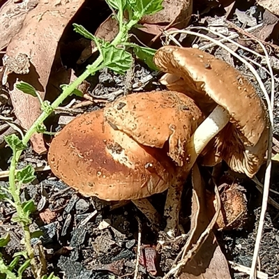 Unidentified Fungus at Pipeclay, NSW - 21 Jan 2025 by MVM