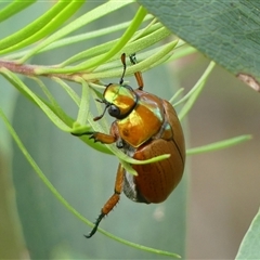 Anoplognathus brunnipennis at Woodlands, NSW - 28 Jan 2025 by Curiosity