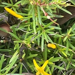 Persoonia chamaepeuce at Tharwa, ACT - 1 Feb 2025 by JaneR