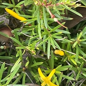 Persoonia chamaepeuce at Tharwa, ACT by JaneR