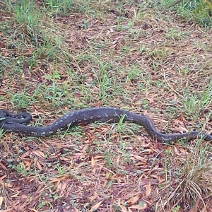 Pseudechis porphyriacus at Pipeclay, NSW by MVM