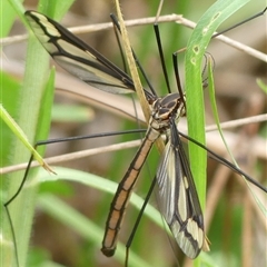 Ptilogyna (Plusiomyia) gracilis (A crane fly) at Woodlands, NSW - 29 Jan 2025 by Curiosity