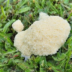 Fuligo septica (Scrambled egg slime) at Braidwood, NSW - 2 Feb 2025 by MatthewFrawley