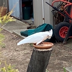 Cacatua sanguinea at Mawson, ACT - 1 Feb 2025 by JillianM