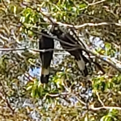 Zanda funerea (Yellow-tailed Black-Cockatoo) at Pipeclay, NSW - 18 Jun 2022 by MVM