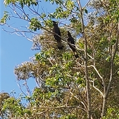 Zanda funerea at Pipeclay, NSW - suppressed