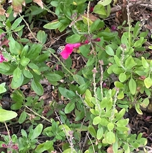 Amegilla sp. (genus) at Torrens, ACT by nathkay