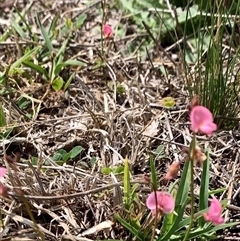 Unidentified Pea at Corrowong, NSW - 30 Jan 2025 by BlackFlat