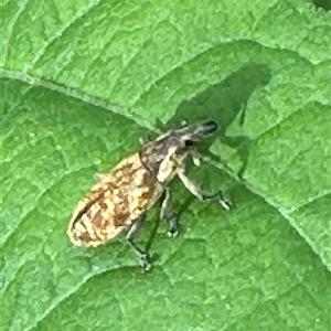 Unidentified Weevil (Curculionoidea) at Kangaroo Valley, NSW by lbradley