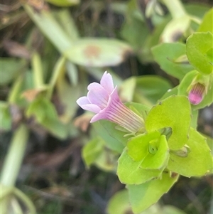 Gratiola peruviana (Australian Brooklime) at Tharwa, ACT by JaneR