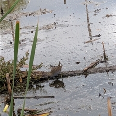 Porzana fluminea (Australian Spotted Crake) at Fyshwick, ACT - 2 Feb 2025 by mroseby