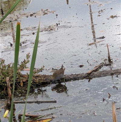 Porzana fluminea (Australian Spotted Crake) at Fyshwick, ACT - 2 Feb 2025 by mroseby