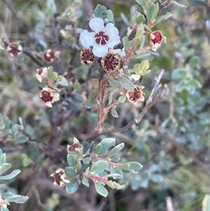 Leptospermum myrtifolium at Tharwa, ACT by JaneR