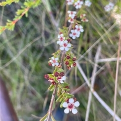 Baeckea utilis (Mountain Baeckea) at Tharwa, ACT - 1 Feb 2025 by JaneR