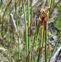 Baloskion australe (Mountain Cordrush) at Tharwa, ACT - 1 Feb 2025 by JaneR