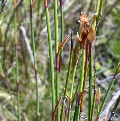 Baloskion australe (Mountain Cordrush) at Tharwa, ACT - 1 Feb 2025 by JaneR