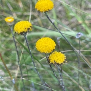 Leptorhynchos squamatus at Tharwa, ACT by JaneR