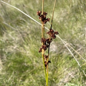 Juncus phaeanthus (Dark-flower Rush) at Tharwa, ACT by JaneR