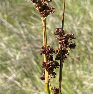 Juncus phaeanthus at Tharwa, ACT - 1 Feb 2025 03:00 PM