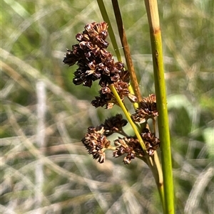 Juncus phaeanthus at Tharwa, ACT - 1 Feb 2025 03:00 PM