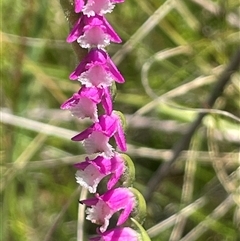 Spiranthes australis (Austral Ladies Tresses) at Tharwa, ACT - 1 Feb 2025 by JaneR