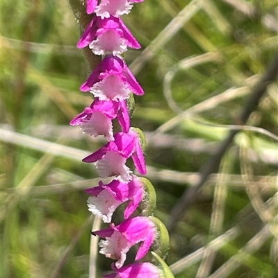 Spiranthes australis (Austral Ladies Tresses) at Tharwa, ACT - 1 Feb 2025 by JaneR