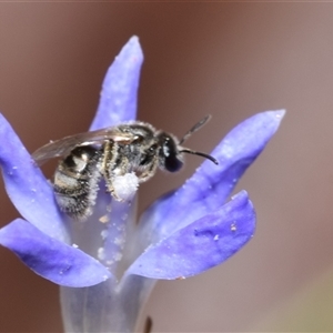 Lasioglossum (Chilalictus) sp. (genus & subgenus) at Acton, ACT - 24 Jan 2025 01:30 PM