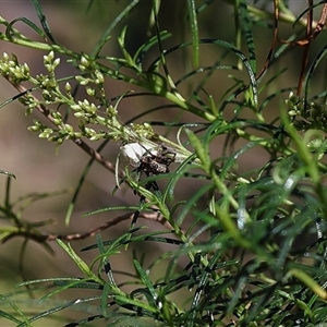 Unidentified Spider at Lyons, ACT by ran452