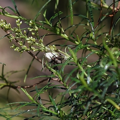 Unidentified Spider at Lyons, ACT - 1 Feb 2025 by ran452