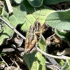 Phaulacridium vittatum (Wingless Grasshopper) at Yarralumla, ACT - 2 Feb 2025 by KMcCue