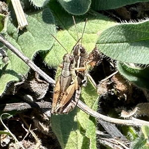 Phaulacridium vittatum at Yarralumla, ACT by KMcCue