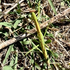 Tenodera australasiae (Purple-winged mantid) at Yarralumla, ACT - 1 Feb 2025 by KMcCue