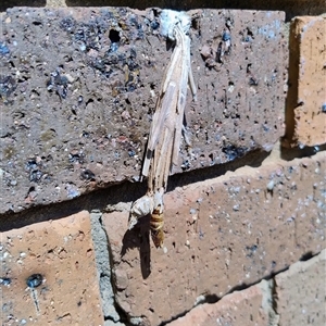 Metura elongatus (Saunders' case moth) at Wangaratta, VIC by JBrickhill