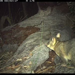 Trichosurus vulpecula at Shannondale, NSW by PEdwards